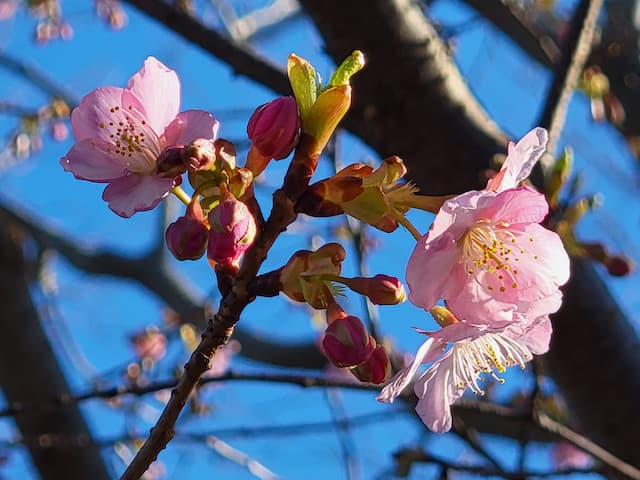 カワヅザクラ